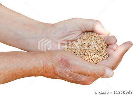 male hands hold handful with wheat seeds 11850938