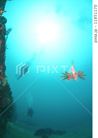 ミノカサゴ 11851170