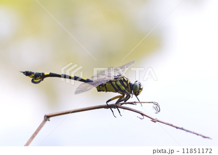 ウチワヤンマ 11851172
