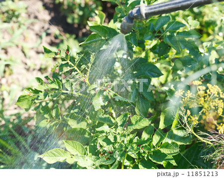 processing of insecticide on potato plantation 11851213