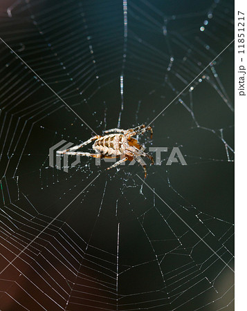 European garden spider on spiderweb close up European garden spider on spiderweb close up 11851217