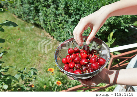 girl eats ripe red sweet cherries girl eats ripe red sweet cherries 11851219