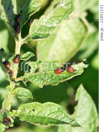 colorado beetle larva in potatoes leaves 11851231
