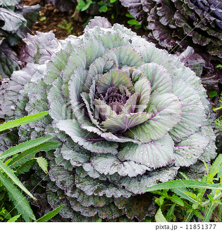 The cauliflower The cauliflower 11851377
