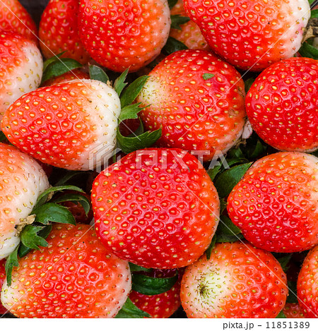 fresh strawberry fresh strawberry 11851389