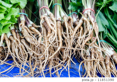 Celery roots Celery roots 11851390
