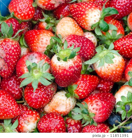 fresh strawberry fresh strawberry 11851391