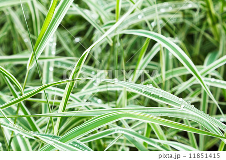 wet green blades of carex morrowii japonica 11851415