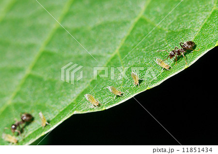 two ants grazing few aphids on leaf 11851434