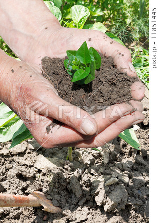 green sprout in peasant hands green sprout in peasant hands 11851445