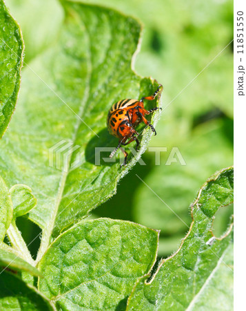 colorado potato beetle eats potatoes leaves colorado potato beetle eats potatoes leaves 11851550