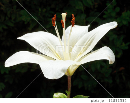 side view of white bloom Lilium close up outdoors side view of white bloom Lilium close up outdoors 11851552
