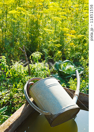 trough with water for garden watering trough with water for garden watering 11851556