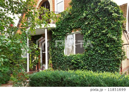 facade of counrty house with green ivy facade of counrty house with green ivy 11851699