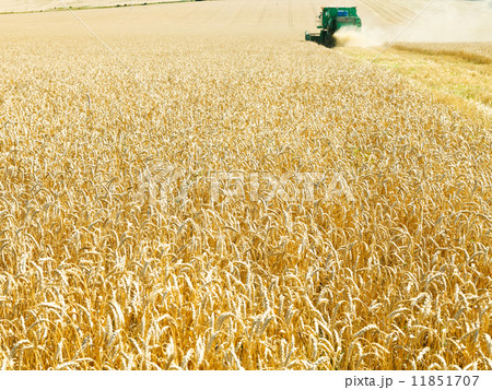 harvesting in field of ripe wheat 11851707