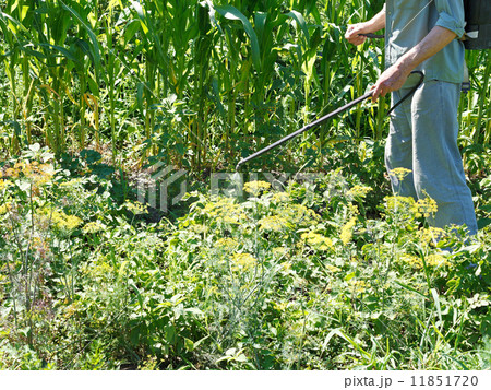 man sprays pesticide on potato plantation man sprays pesticide on potato plantation 11851720