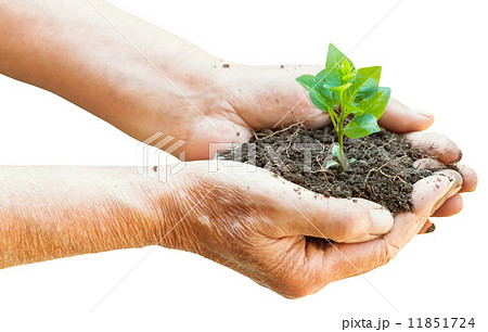 soil and green sprout in old man hands soil and green sprout in old man hands 11851724