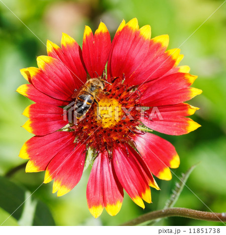 bee sips blossom nectar from gaillardia flower 11851738