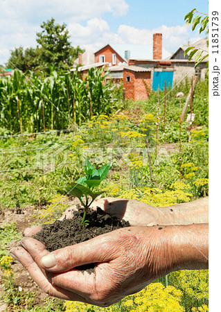 peasant handful of soil with green sprout 11851739