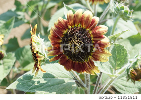 フロリスタン フロリスタン 11851811