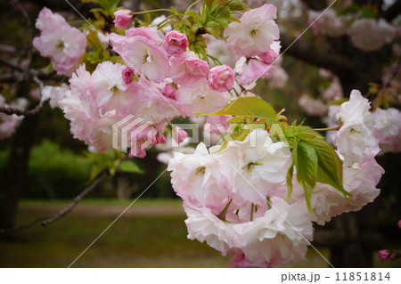 松前 松前 11851814