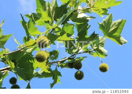 スズカケノキの実。 スズカケノキの実。 11852093