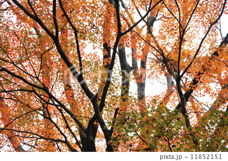 紅葉 紅葉 11852151