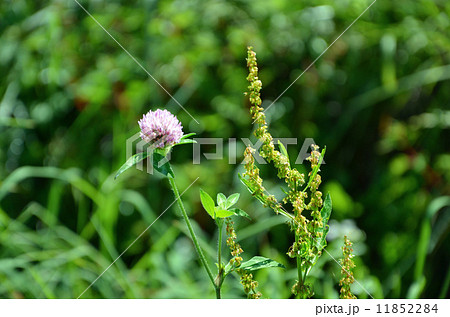 アカツメグサの花 アカツメグサの花 11852284