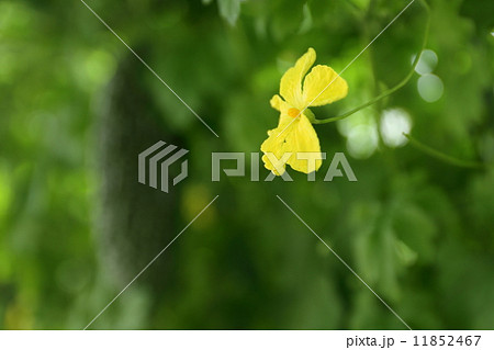 ゴーヤーと花 ゴーヤーと花 11852467