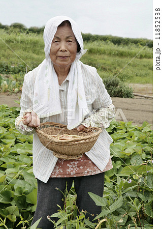 ささげを収穫する女性 11852538