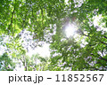 木漏れ日 11852567