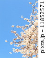 SAKURA 11852571