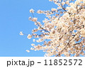 SAKURA 11852572