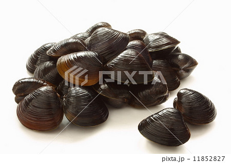 しじみ　貝　生　食材 11852827