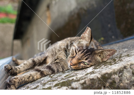 Cat lying on the floor. 11852886