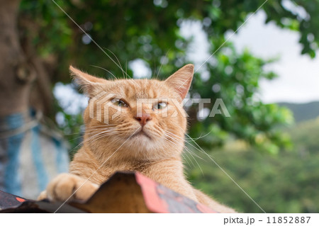 Ginger tabby cat lying on the roof. 11852887