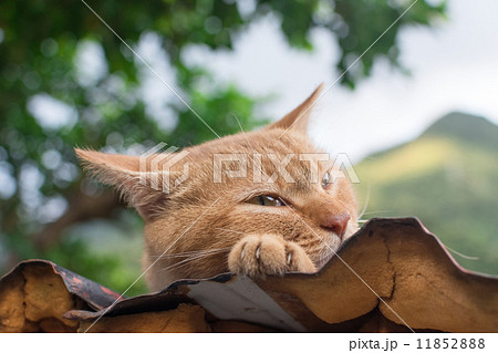 Cat resting on the roof. 11852888
