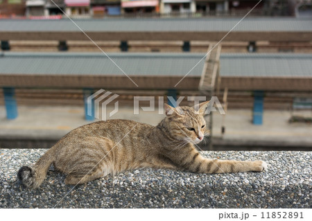 Cat lying on the wall. 11852891