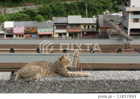 Cat lying on the wall. 11852893