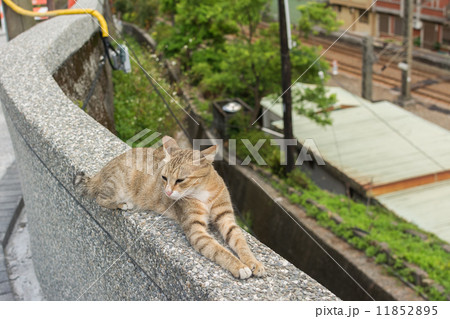 Cat lying on the wall. 11852895
