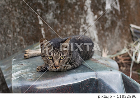 Cat lying on the wall. 11852896