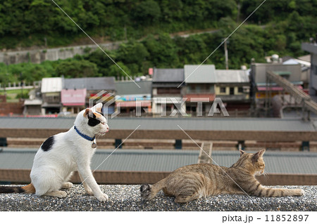 Cats lying on the wall. 11852897