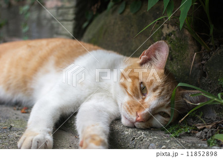 Cat lying in the corner to rest. 11852898