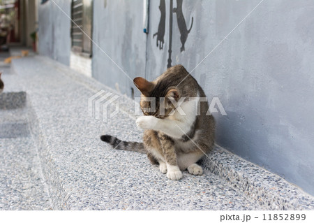 Cat washing itself face. 11852899