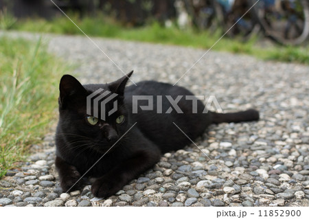 Black cat squatting on the floor. 11852900
