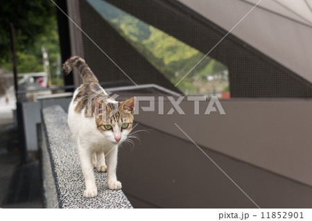 Tabby cat walking on the stone wall. 11852901
