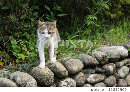 Tabby cat standing on the stone wall. 11852906
