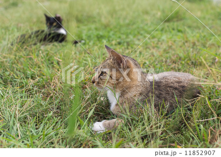 Tabby cat lying on the grass. 11852907