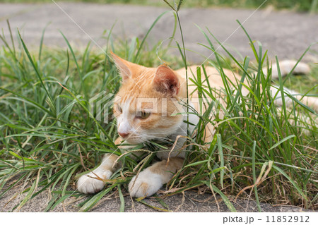 Cat lying on the grass. 11852912