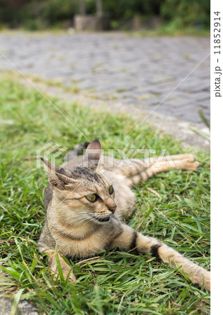 Tabby cat lying on the grass. 11852914